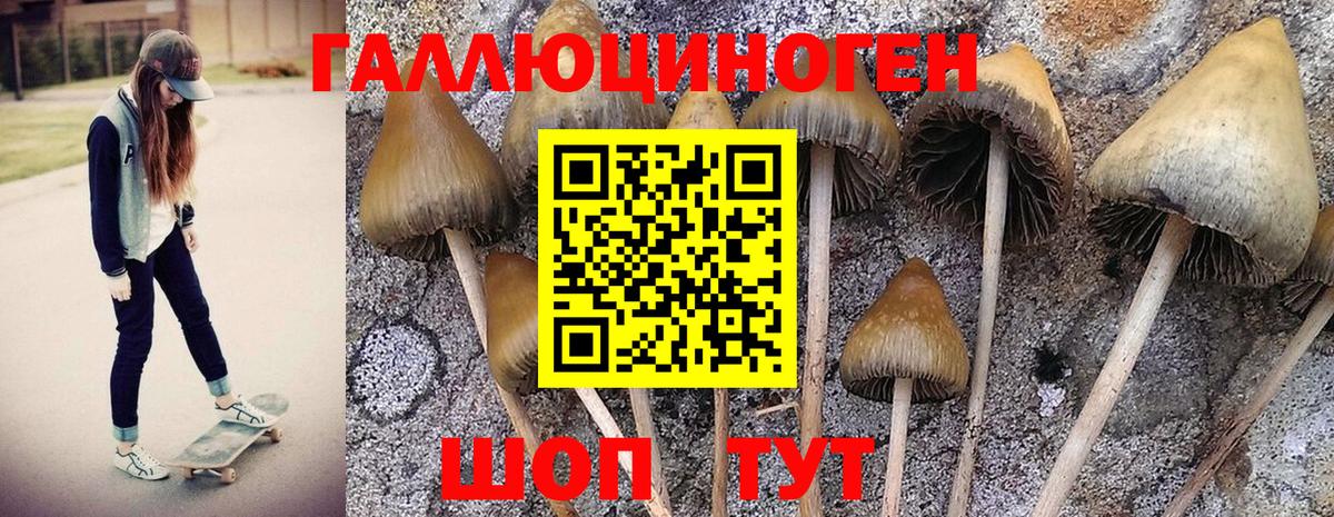 Донецк  Псилоцибиновые грибы GOLDEN TEACHER  Вход с VPN 